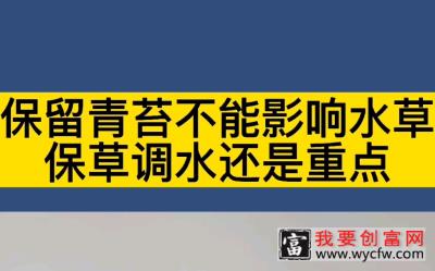 保留青苔不能影响水草，保草调水还是重点。田老头螃蟹养殖技术