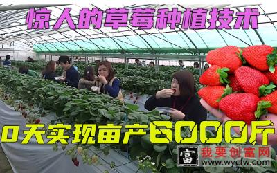 90天实现亩产6000斤大草莓 惊人的温室草莓种植技术 超干货超解压