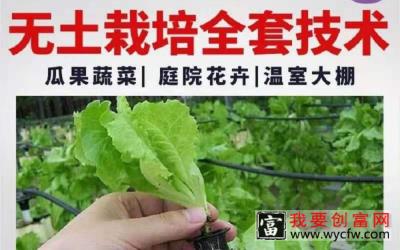 大棚蔬菜种植技术教程