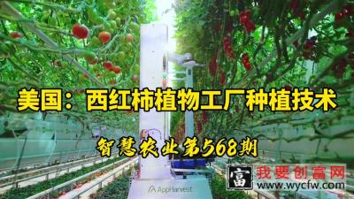 美国：大型西红柿工厂种植技术