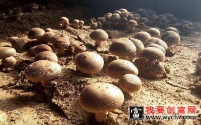 食用菌种植技术视频 食用菌种植收益 高产食用菌栽培技术