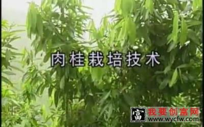 肉桂种植技术与栽培管理