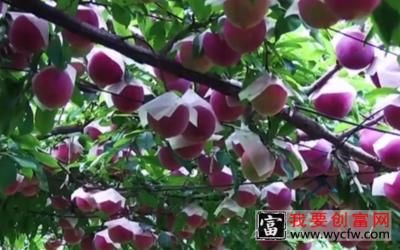 日本：李子农园种植技术，细致管理到每一个枝头