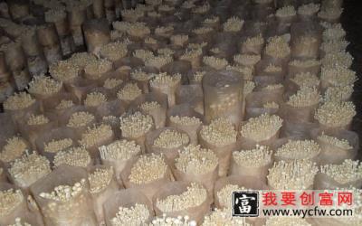 金针菇种植技术之种植场地建设 菌种制作和基质配制