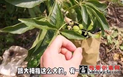 白柿种植技术分享，套袋前记得打药，以及疏果