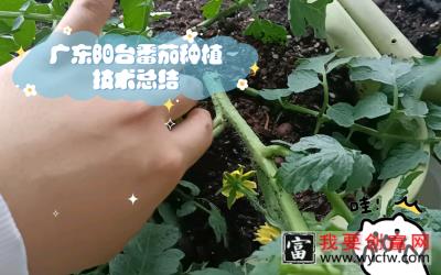 广东阳台番茄种植技术总结