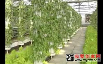 水培蔬菜高效栽培基础教程  水培蔬菜种植技术知识大全 高效种植致富入门直通车