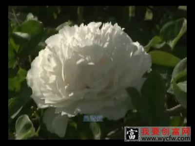 牡丹的栽培种植技术 如何栽培牡丹教程 疾病防治