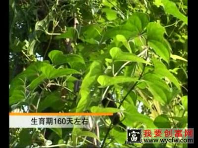 山药的栽培种植技术如何栽培山药教程 疾病防治 疾病防治