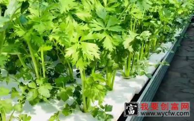 你知道水培芹菜是用什么技术种植的吗