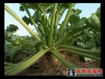 甜菜种植技术甜菜种植最新教材 甜菜种植技术视频