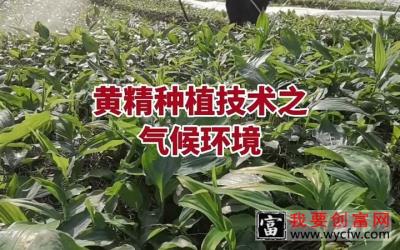 【美丽乡村】黄精种植技术黄精种植技术之气候环境