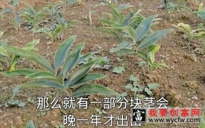 【美丽乡村】黄精种植技术黄精块茎种植技术之季节决定成活率