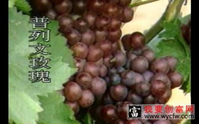 葡萄种植技术 专业科学种植管理技术及病虫害防治图说