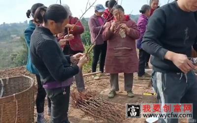 专业技术人员现场教学种植修根技术