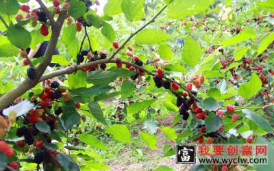 茶花种植技术 专业科学种植管理技术及病虫害防治图说