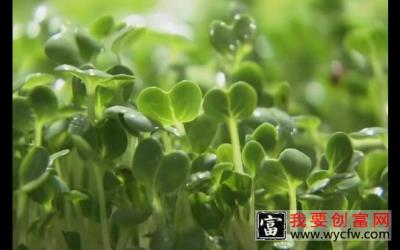 芽苗菜科学农业种植技术 芽苗菜高效栽培关键技术教程