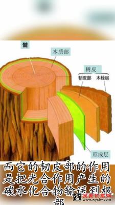 火龙果种植技术