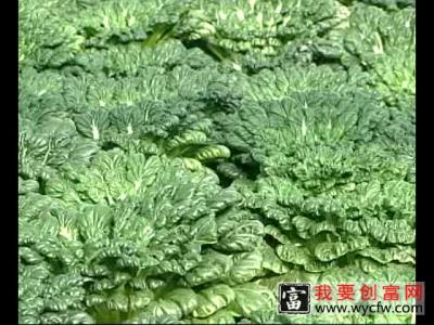 蔬菜无土种植技术视频蔬菜无土种植技术  栽培管理 苗间管理