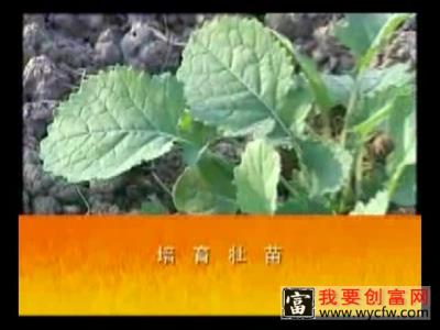 油菜的栽培种植技术 如何栽培油菜教程 疾病防治