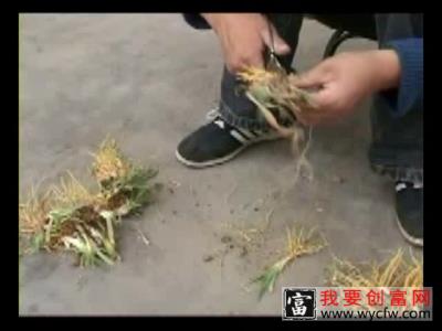 温郁金种植技术