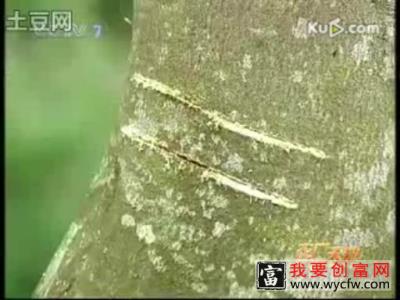 沉香的栽培种植技术沉香栽培技术 高产沉香栽培技术