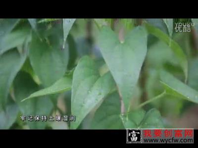 山药种植技术 山药种植一点通 如何栽培山药教程