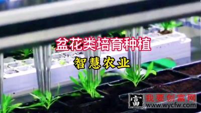 盆花栽培种植自动化#数字农业#智慧农业#乡村振兴#自动化#种植技术