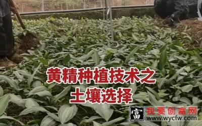 【美丽乡村】黄精种植技术黄精种植技术之土壤选择，选择决定成败，结果不会骗人