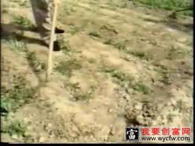 板蓝根种植技术视频 板蓝根种植技术  栽培管理 苗间管理