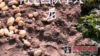 为农业种植技术指导