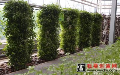 蔬菜无土种植技术 蔬菜无土种植最新教材 蔬菜无土种植技术视频