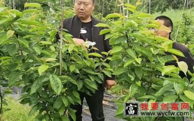 厚强樱桃苗基地的客户与负责人陈总讨论结果的种植技术