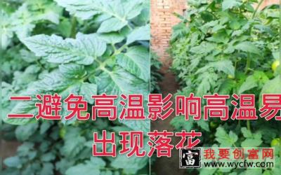 冬季蔬菜种植如何管理，能坐果多产量高？蔬菜保果技术分享！