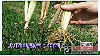 如何预防细菌病害？——爱华植保 种植技术免费指导教学_01