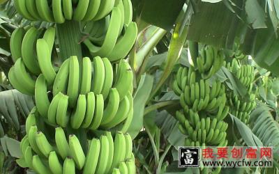 香蕉的栽培种植技术 如何栽培香蕉教程 疾病防治