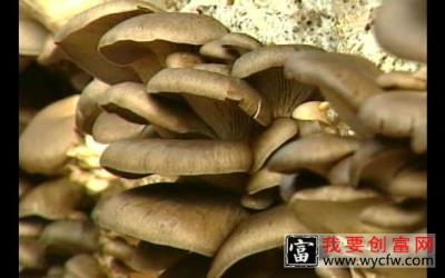平菇种植技术1 平菇的栽培种植技术平菇种植教程