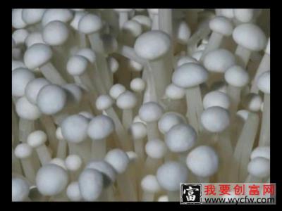 金针菇的栽培种植技术金针菇种植教程 高产金针菇栽培技术