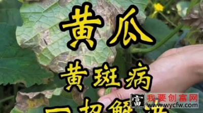 如何判断霜霉病，有没有控制住！ "今日三农爆款 "大圣金太龙 "农业种植技术