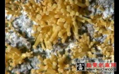 金针菇优质种植技术 金针菇一体化栽培技术