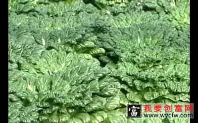 蔬菜无土种植技术 蔬菜无土栽培技术