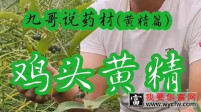 鸡头黄精第二集鸡头黄精种植技术高产量种植技术