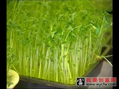 芽苗菜的栽培种植技术 如何栽培芽苗菜教程 疾病防治