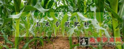 玉米专用肥料