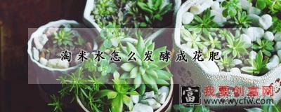 淘米水怎么发酵成花肥