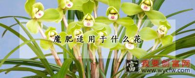 魔肥适用于什么花