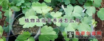 植物浓缩营养液怎么用