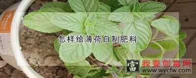 怎样给薄荷自制肥料