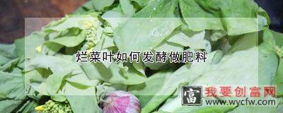 烂菜叶如何发酵做肥料