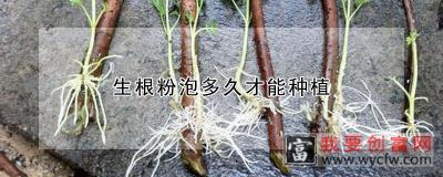 生根粉泡多久才能种植